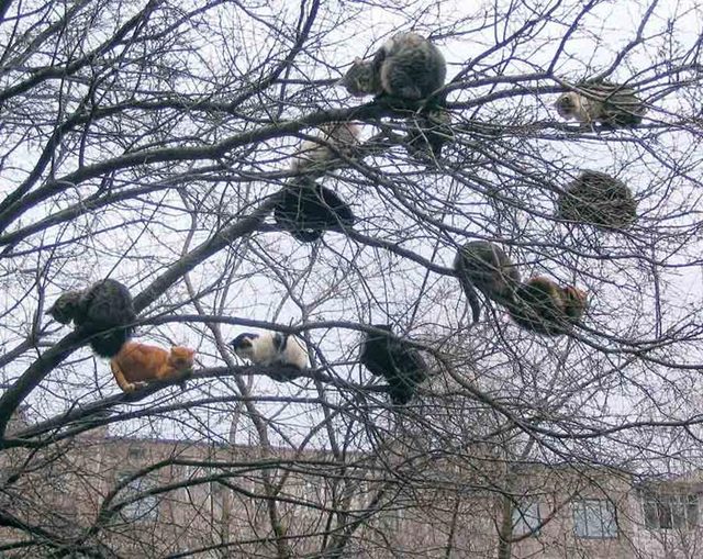 Вторничные кошаки