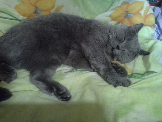 Котовторник 04.10.16