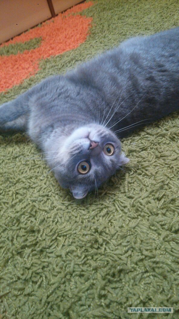 Морские котики