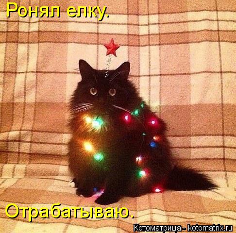 Миссия выполнена! Коты и елки!