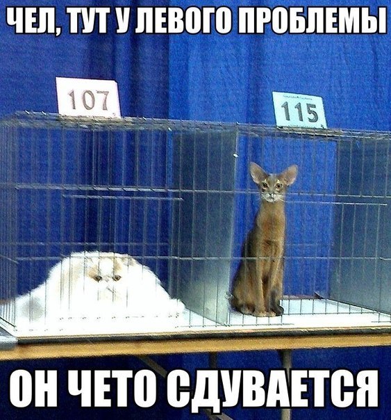 Юмор не для всех