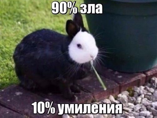 Подборка забавных животных