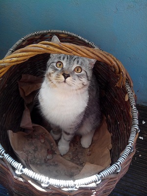 Котовторник 04.07.17