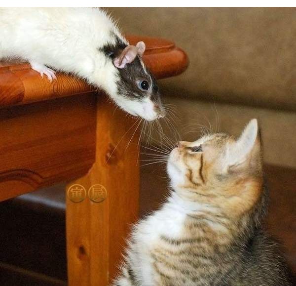 Коты и Кошки