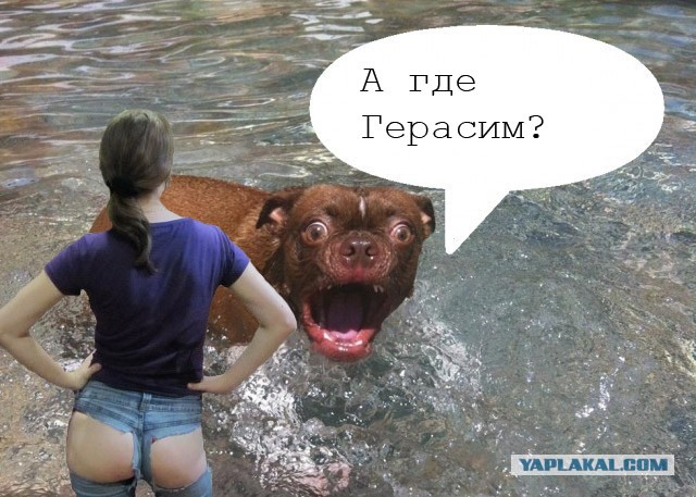 Жабельный собакен