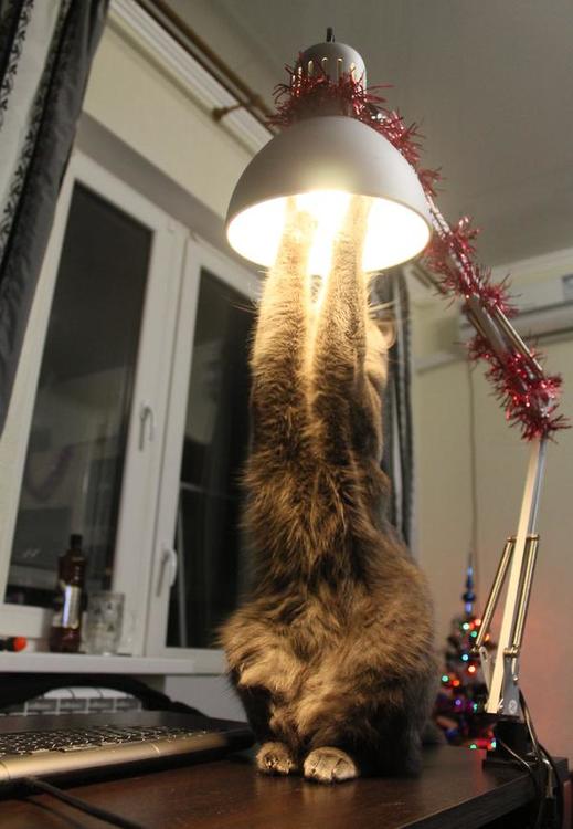 Коты и Кошки