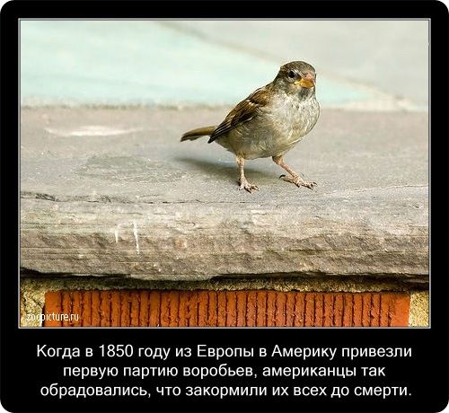 23 интересных факта о животных, которые вас удивят