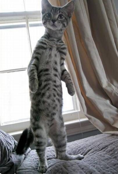 Коты и Кошки