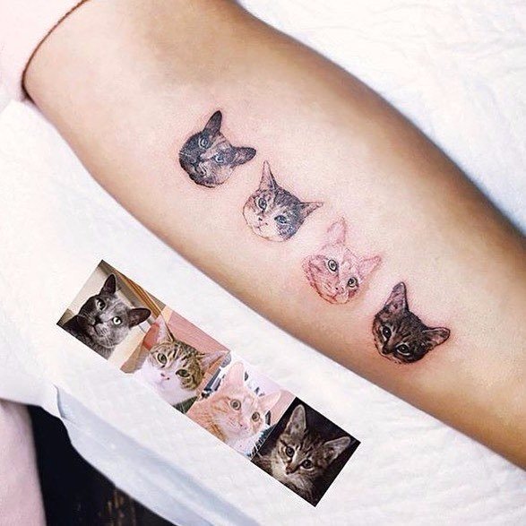 24 кота, которые подняли дерзость на новый уровень