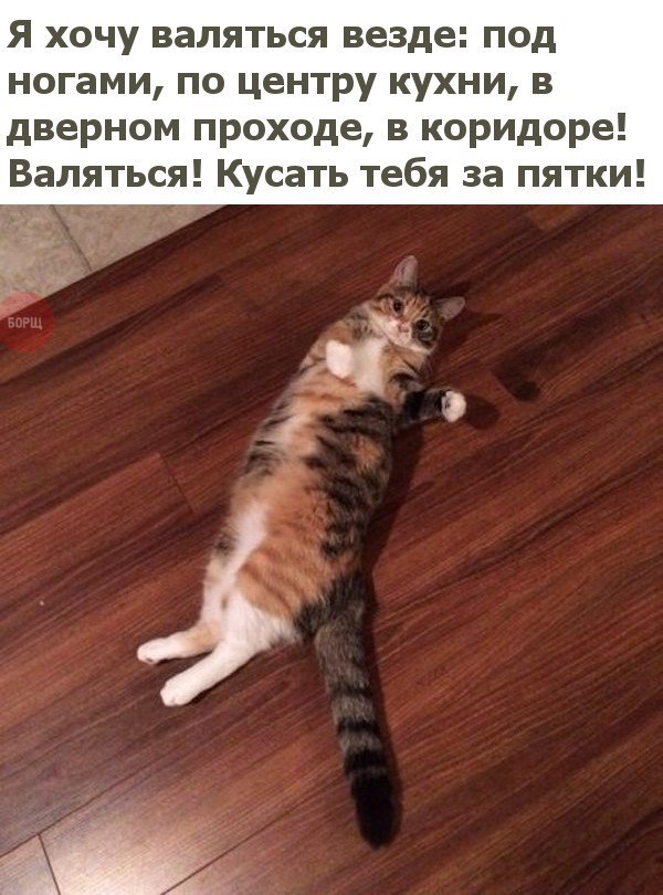 Коты и Кошки