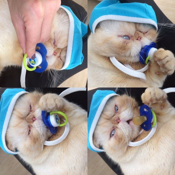 Коты и Кошки