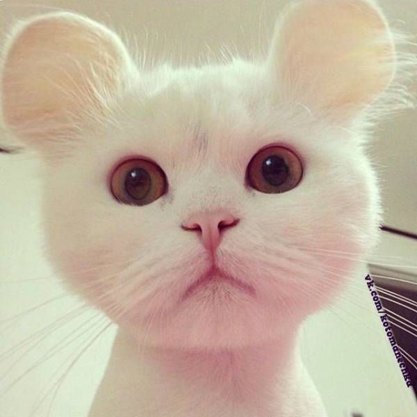 Коты и Кошки