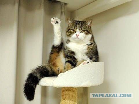 Котовторник  05.12.2017