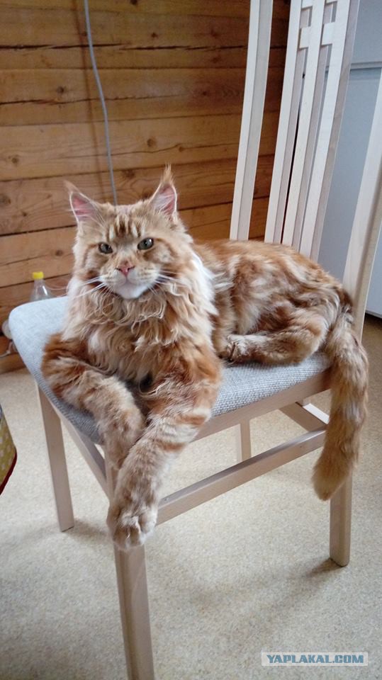 Котовторник 12.12.2017