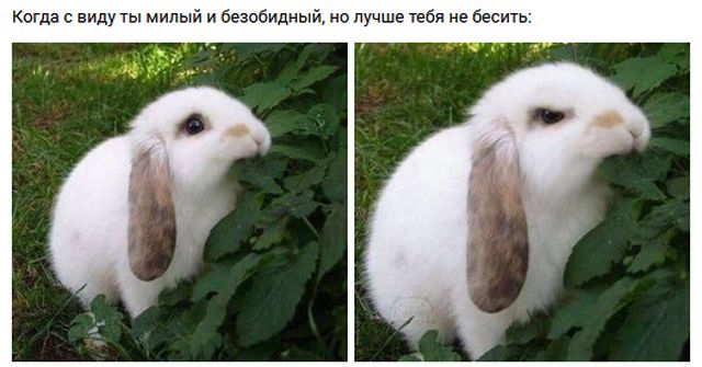 Живность из сети
