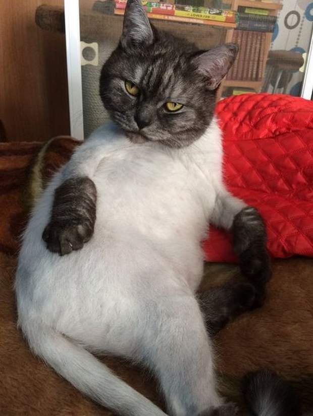 Прикольных котов пост