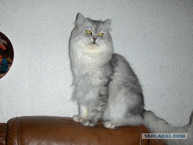 День котов