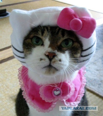 It's Catursday Fever! (Котовторник)