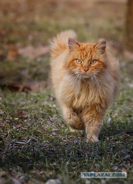 Котовторник уже сегодня!