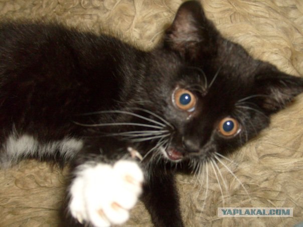 Котовторник! 08.11.11