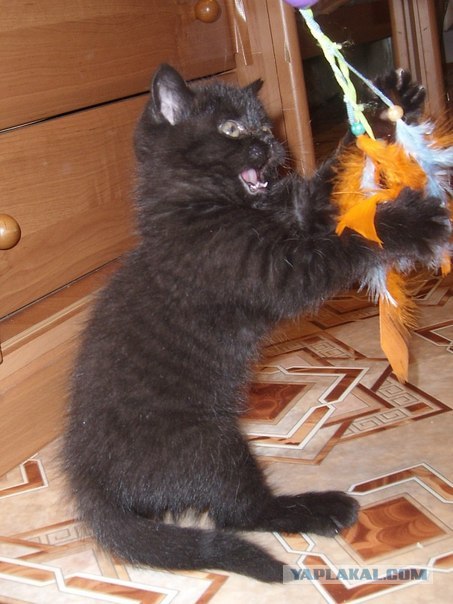 Котовторник (31.01.2012)