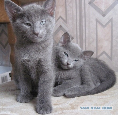 Котовторник (21.02.2012)