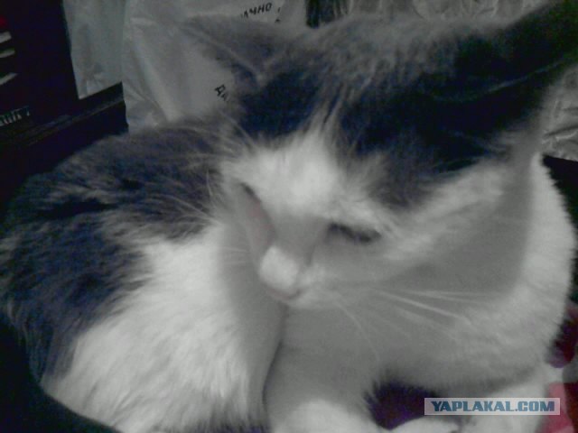 Котовторник 20.03.2012