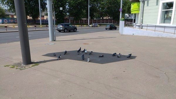 Милые животные. Мимиметр сломался
