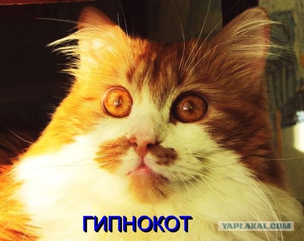 Калбасааааа.