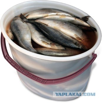 Сельдь по-русски