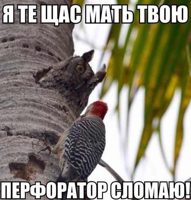 Немного картинок для настроения 11.12.19