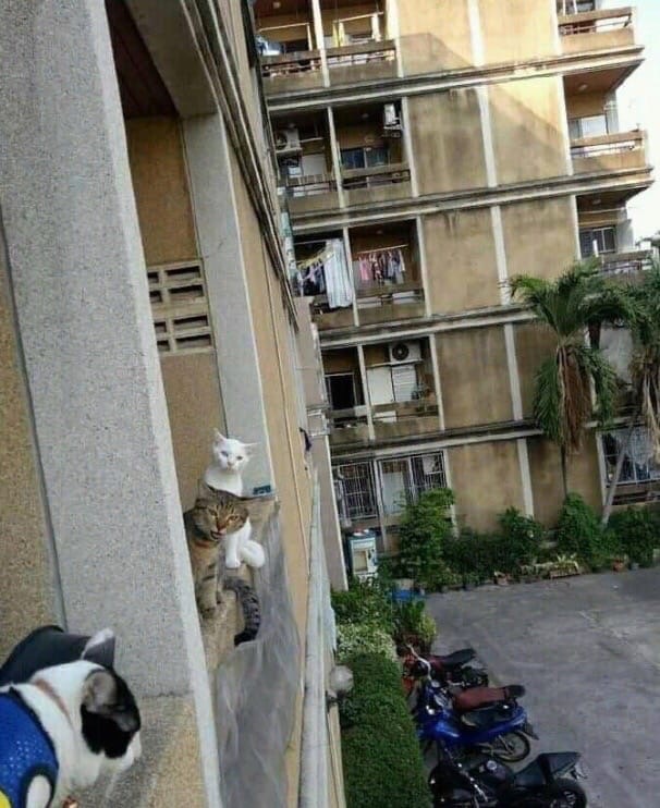 Эти забавные животные