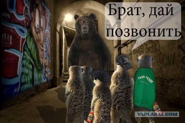 Сурикаты-экстремалы