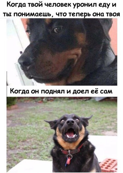 Собаки бывают