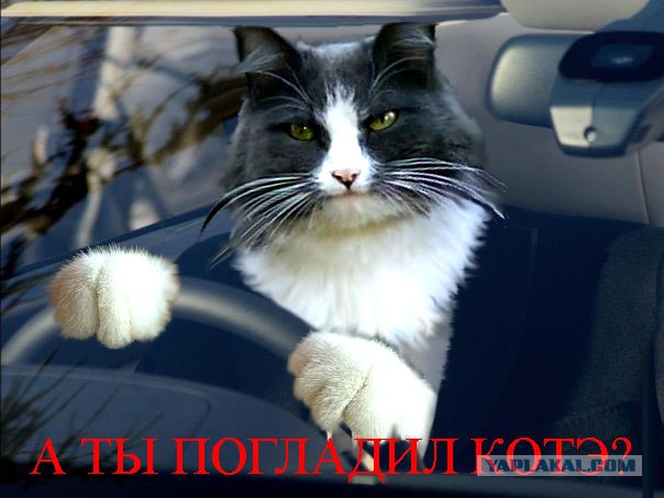 Товарищ Котофеев