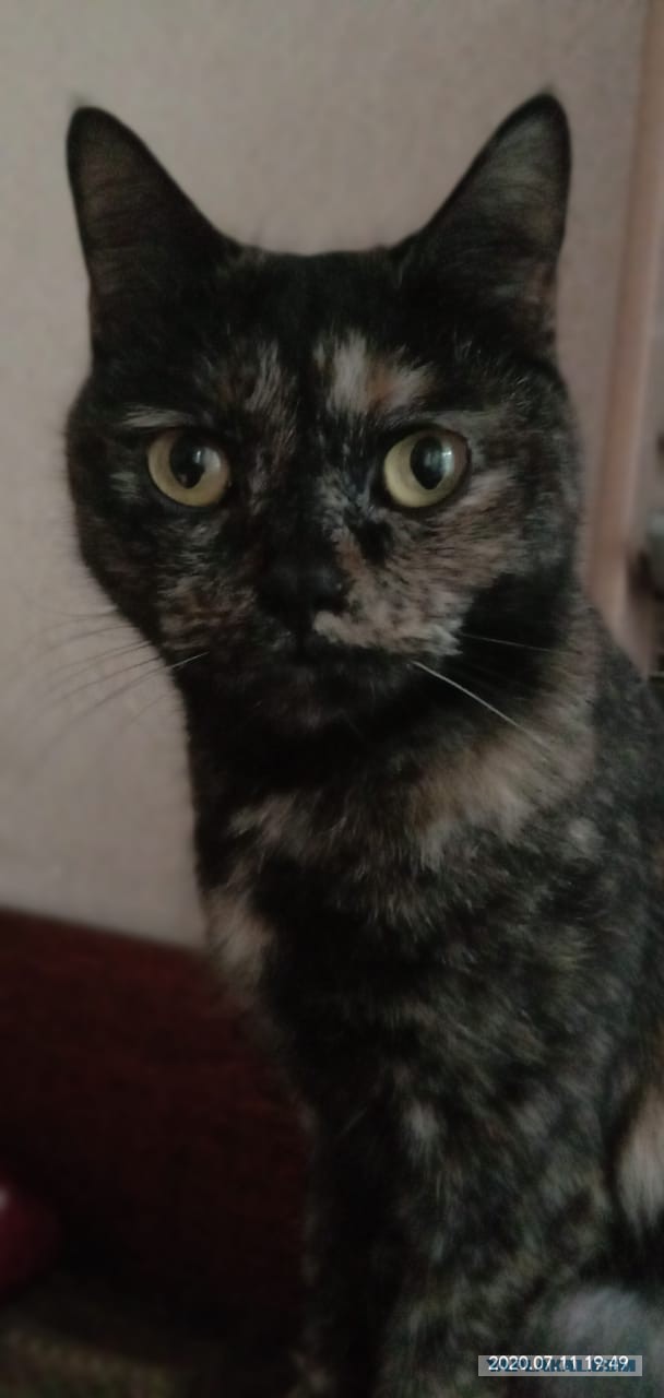 Котаны с забавным окрасом