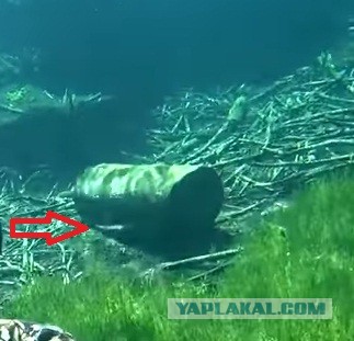 Нереальная красота таёжного озера