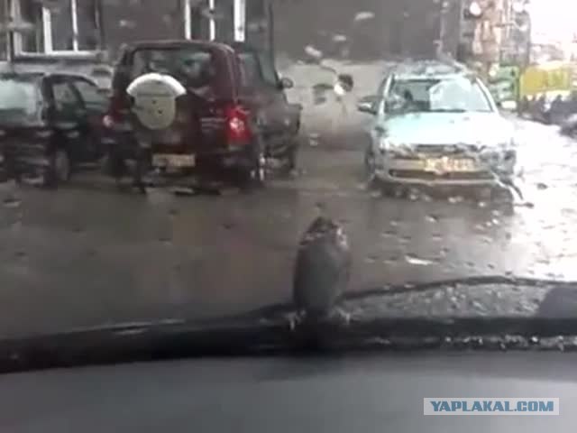 Хамство на дороге