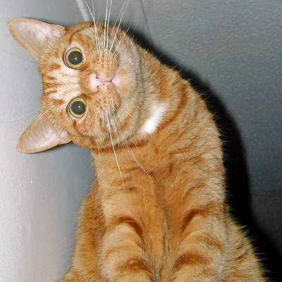 Кот в замешательстве