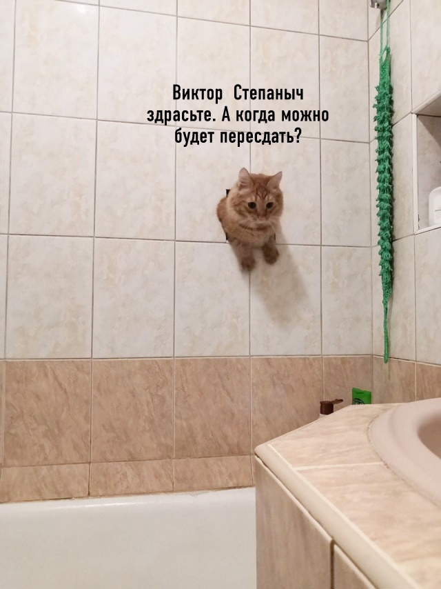 Картинки о животных, прямо и косвенно