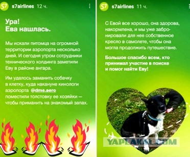 Собаку Еву, которая сбежала во время погрузки в аэропорту Домодедово, наконец-то нашли. Её выманили на запах хозяйки