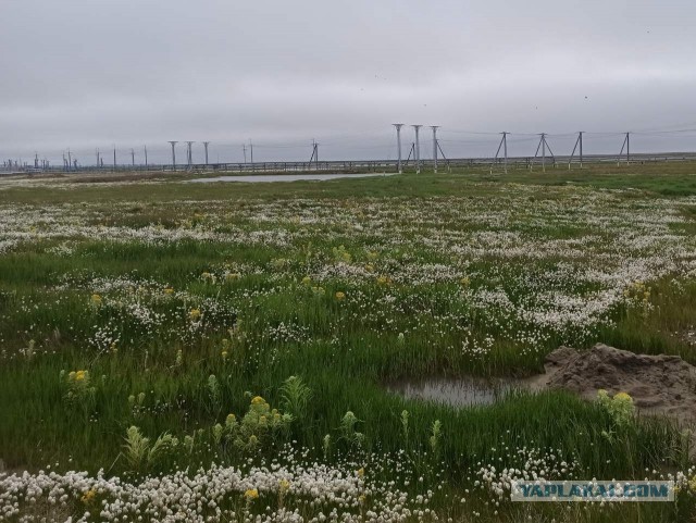 Наш, Русский север