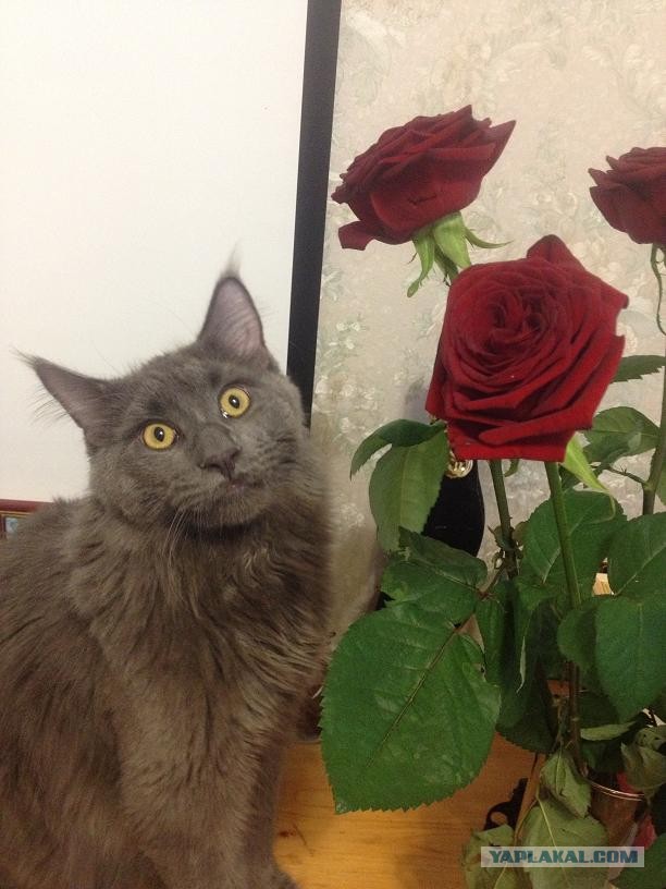 Котовторник 09.04.2013