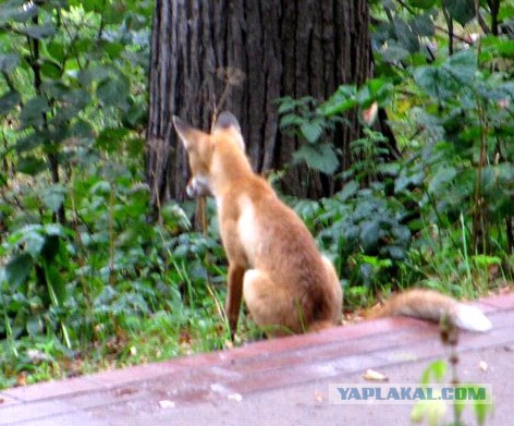 Cпасение крохотного бельчонка.