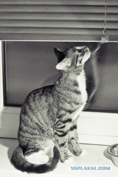 Котовторник 30.04.2013