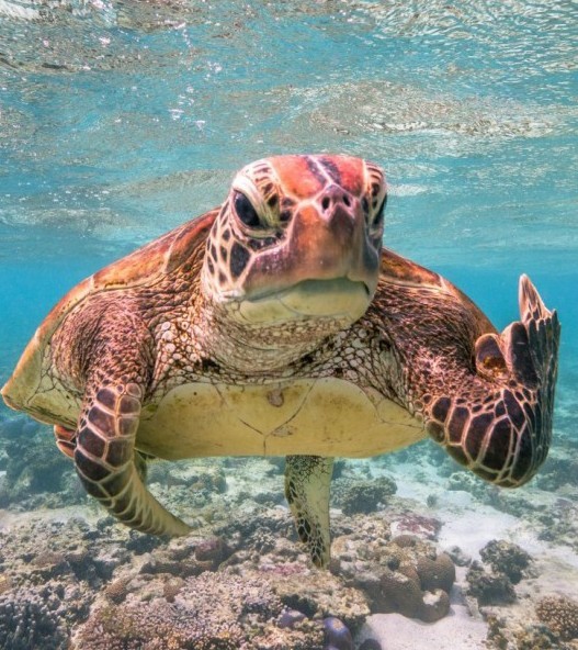 Самые смешные снимки животных в дикой природе за всю историю фотоконкурса Comedy Wildlife Photography Awards