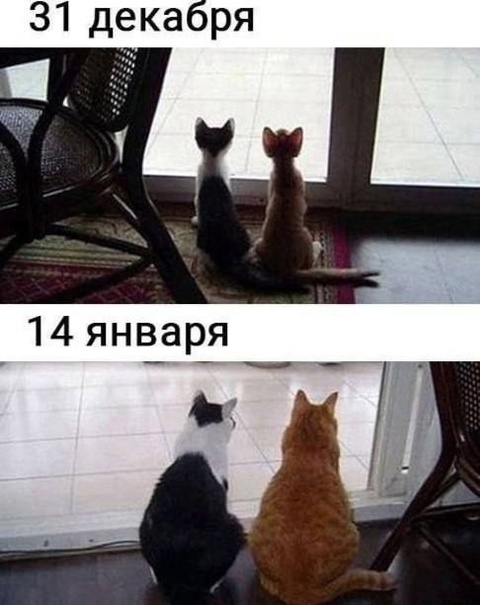 Весёлый полтишок 03.01.25