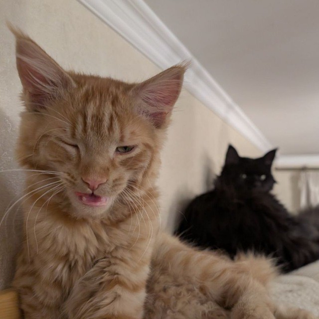 Котиков много не бывает))) отдохните от суетного мира