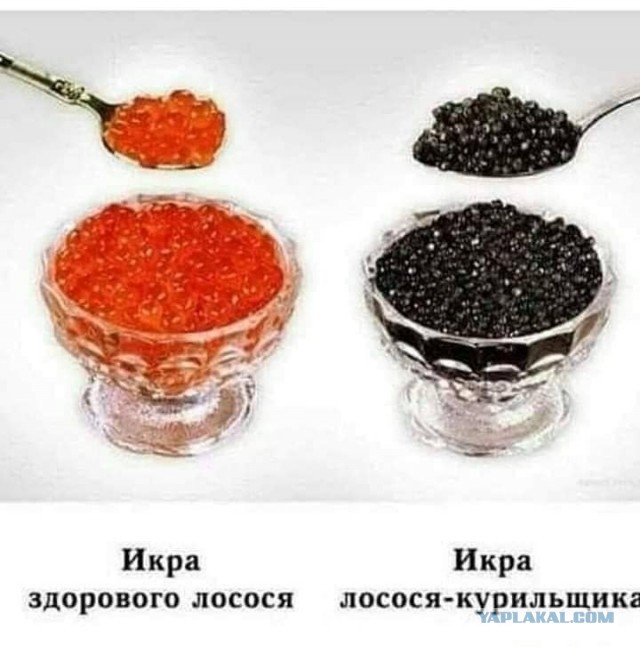 Субботим по баянам