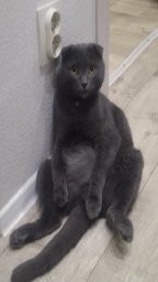 Котовторник же!